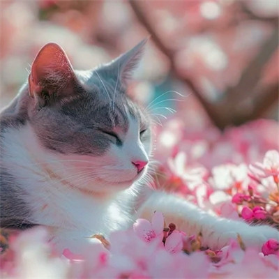 100张超萌猫猫头像图片大集合！萌到心都化啦 动物头像 第21张