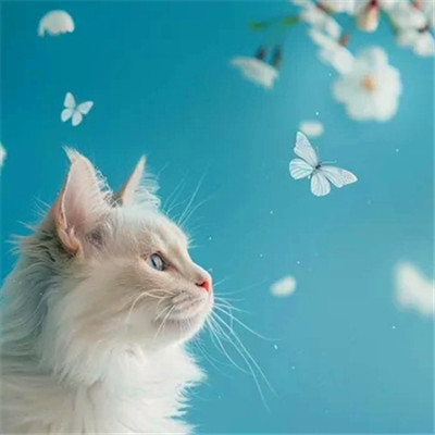 100张超萌猫猫头像图片大集合！萌到心都化啦 动物头像 第29张