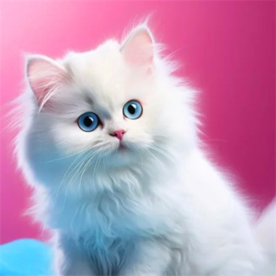 100张超萌猫猫头像图片大集合！萌到心都化啦 动物头像 第47张