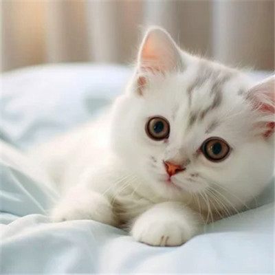 100张超萌猫猫头像图片大集合！萌到心都化啦 动物头像 第46张