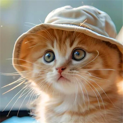 100张超萌猫猫头像图片大集合！萌到心都化啦 动物头像 第37张