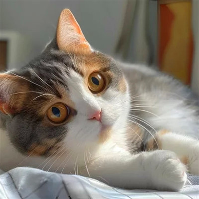 100张超萌猫猫头像图片大集合！萌到心都化啦 动物头像 第34张