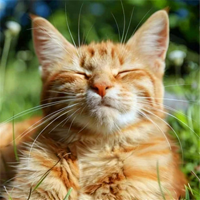 100张超萌猫猫头像图片大集合！萌到心都化啦 动物头像 第32张