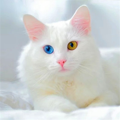 100张超萌猫猫头像图片大集合！萌到心都化啦 动物头像 第42张