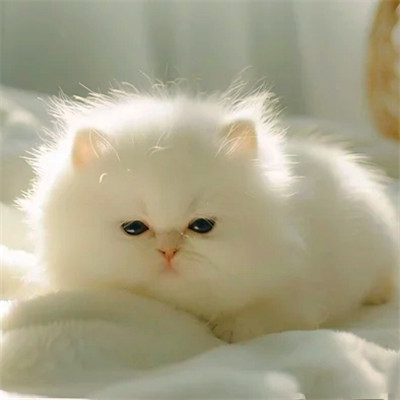 100张超萌猫猫头像图片大集合！萌到心都化啦 动物头像 第39张