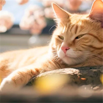 100张超萌猫猫头像图片大集合！萌到心都化啦 动物头像 第44张