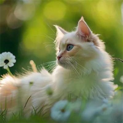 100张超萌猫猫头像图片大集合！萌到心都化啦 动物头像 第41张