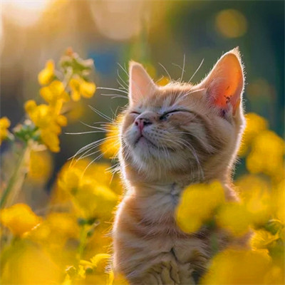 100张超萌猫猫头像图片大集合！萌到心都化啦 动物头像 第54张