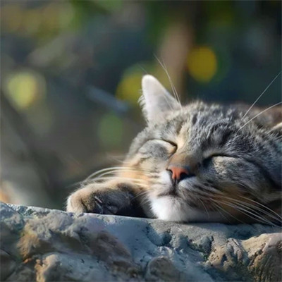 100张超萌猫猫头像图片大集合！萌到心都化啦 动物头像 第65张