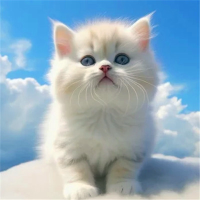 100张超萌猫猫头像图片大集合！萌到心都化啦 动物头像 第57张