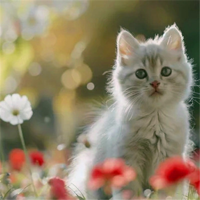100张超萌猫猫头像图片大集合！萌到心都化啦 动物头像 第64张