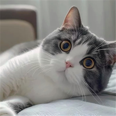 100张超萌猫猫头像图片大集合！萌到心都化啦 动物头像 第48张