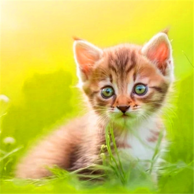 100张超萌猫猫头像图片大集合！萌到心都化啦 动物头像 第74张