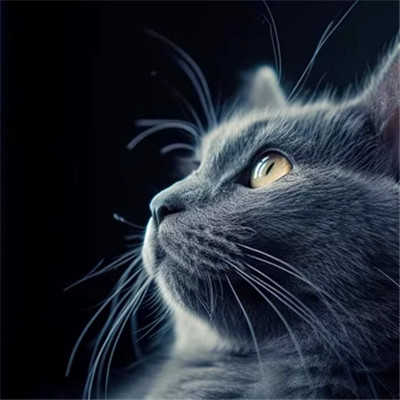 100张超萌猫猫头像图片大集合！萌到心都化啦 动物头像 第80张