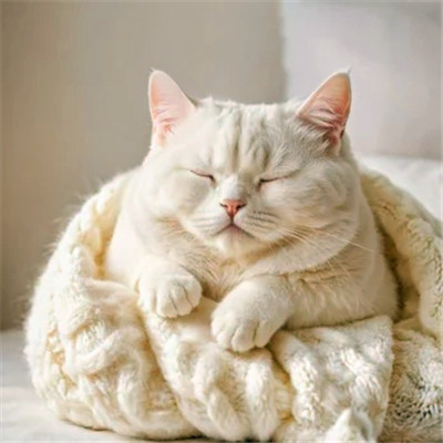 100张超萌猫猫头像图片大集合！萌到心都化啦 动物头像 第76张
