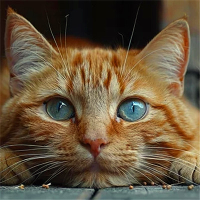 100张超萌猫猫头像图片大集合！萌到心都化啦 动物头像 第95张