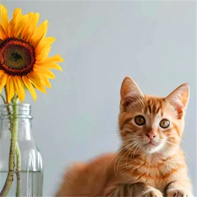 100张超萌猫猫头像图片大集合！萌到心都化啦 动物头像 第94张