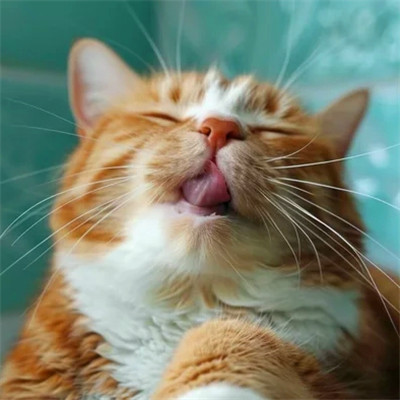 100张超萌猫猫头像图片大集合！萌到心都化啦 动物头像 第84张
