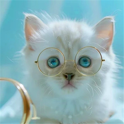 100张超萌猫猫头像图片大集合！萌到心都化啦 动物头像 第99张