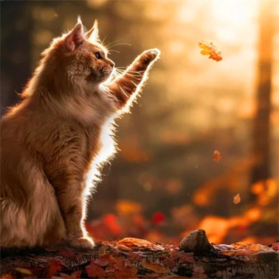 100张超萌猫猫头像图片大集合！萌到心都化啦 动物头像 第85张